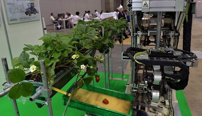Робот-сборщик клубники представлен на выставке в Японии. 