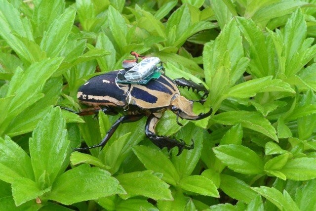 Роботизированный жук из Сингапура