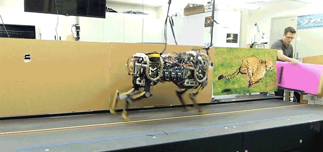 Разработка Массачусетского технологического института робот-гепард теперь прыгает во время бега, так что стены не защитят
