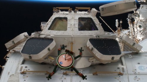 Адгезивное покрытие на основе строения конечностей геккона позволит астронавтам и роботам свободно действовать в космосе
