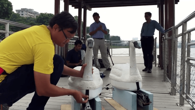 Роботы-лебеди NuSwan из Сингапура для мониторинга озер